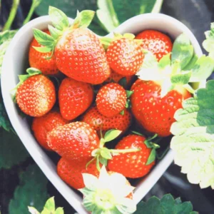 Kracht Geschirrtuch 50x70 Erdbeeren Digitaldruck 100% Baumwolle 255-664