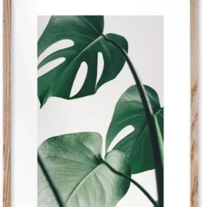 Affiche Monstera encadrée Moebe chêne A3 - Le Renard - The Cool Republic